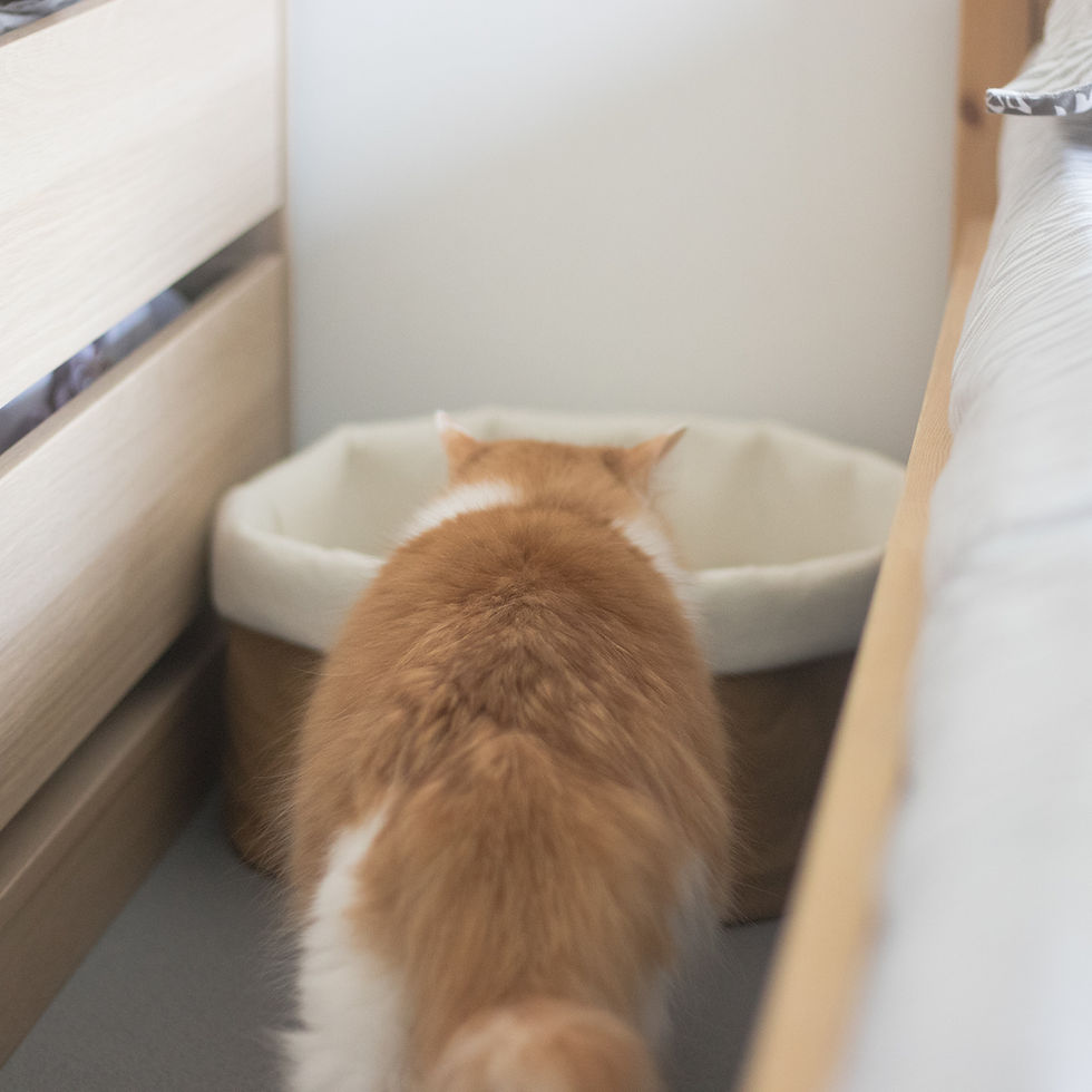 Thumbnail: inFluffy® Kraft Paper Wool Felt Cat Bed / Cat Nest (Free Pet Cushion Included)