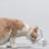 Thumbnail: PIDAN® Pet Bowl (Bevel Pet Bowl With Bowl Rack)