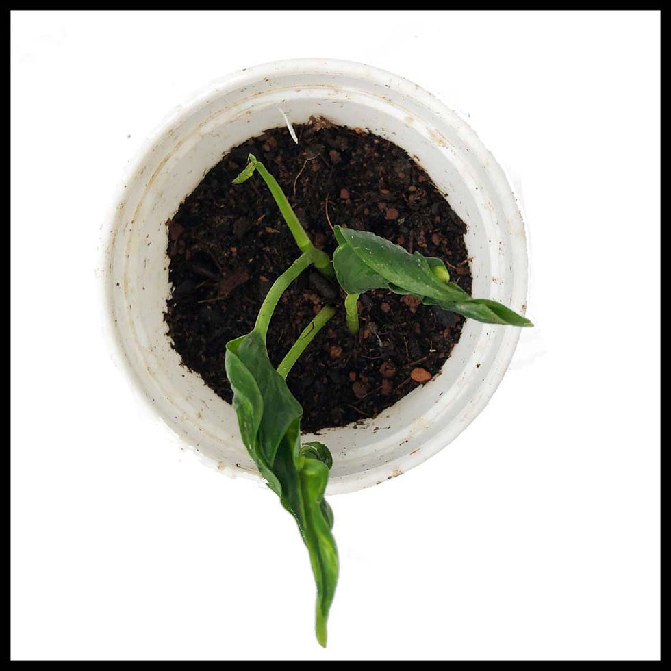 Buy indoor plants online cheap Buy plants online cheap India 3/4