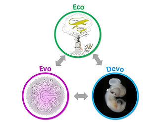 EcoEvoDevo1.jpg