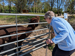 G & Alpaca