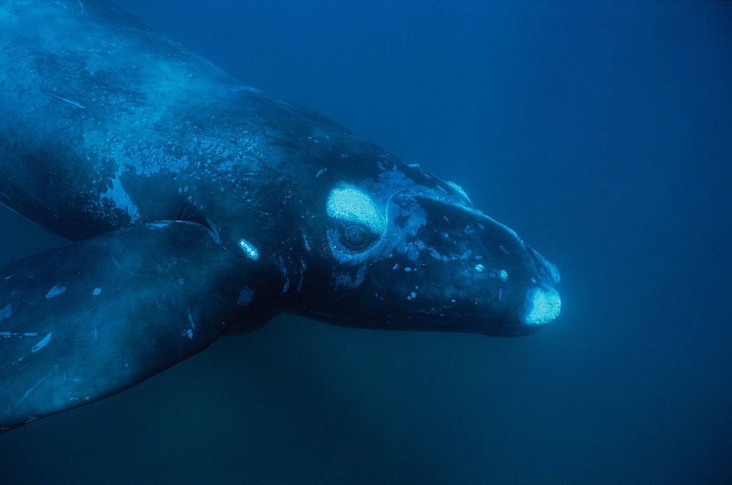 photo jeune-baleine-franche-australe
