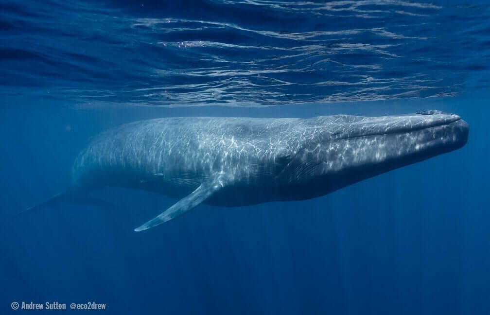 photo baleine bleue