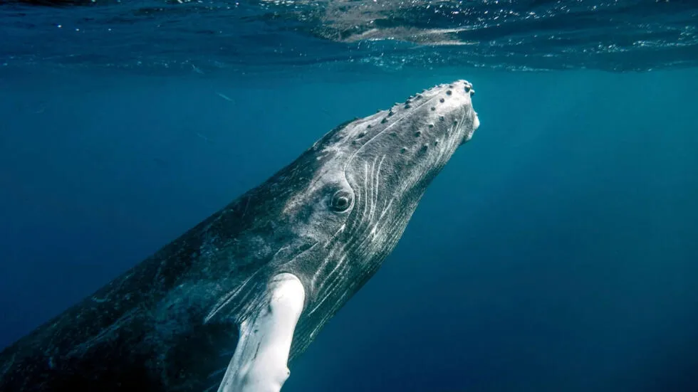 photo baleine à bosses