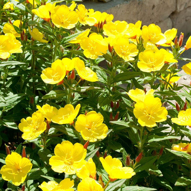 Enjoy the Evening with Yellow Primrose