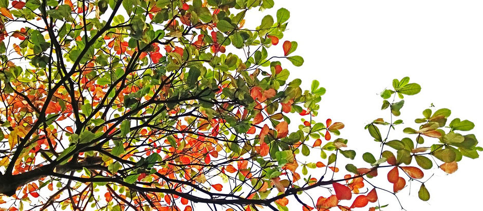 What does Afnán mean?