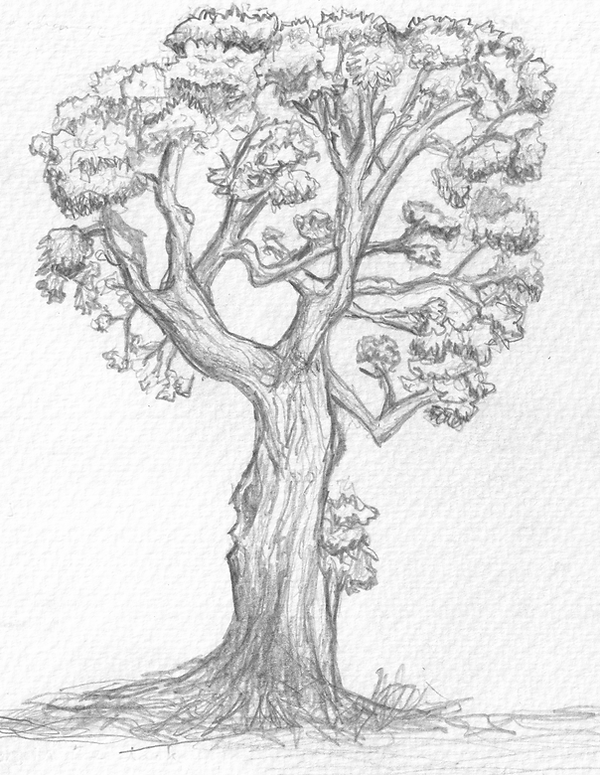 Tree at Green Gulch - sketch by Laura Mayorga.