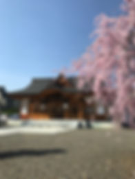 本殿と枝垂桜