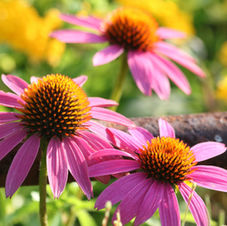 two-pink-coneflowers-close-up-1565522111heB.jpg