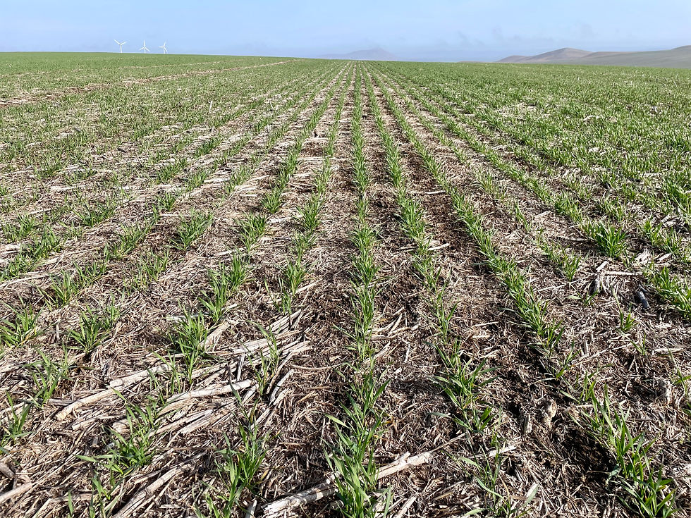 A ajouter dans Crop & production si possible  (1).jpeg