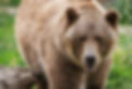 bigstock-Grizzly-Bear-72692419.jpg