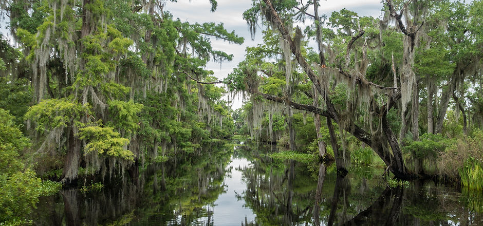 Louisiana swamp with moss covered trees, as viewed from an airboat swamp tour out of New O