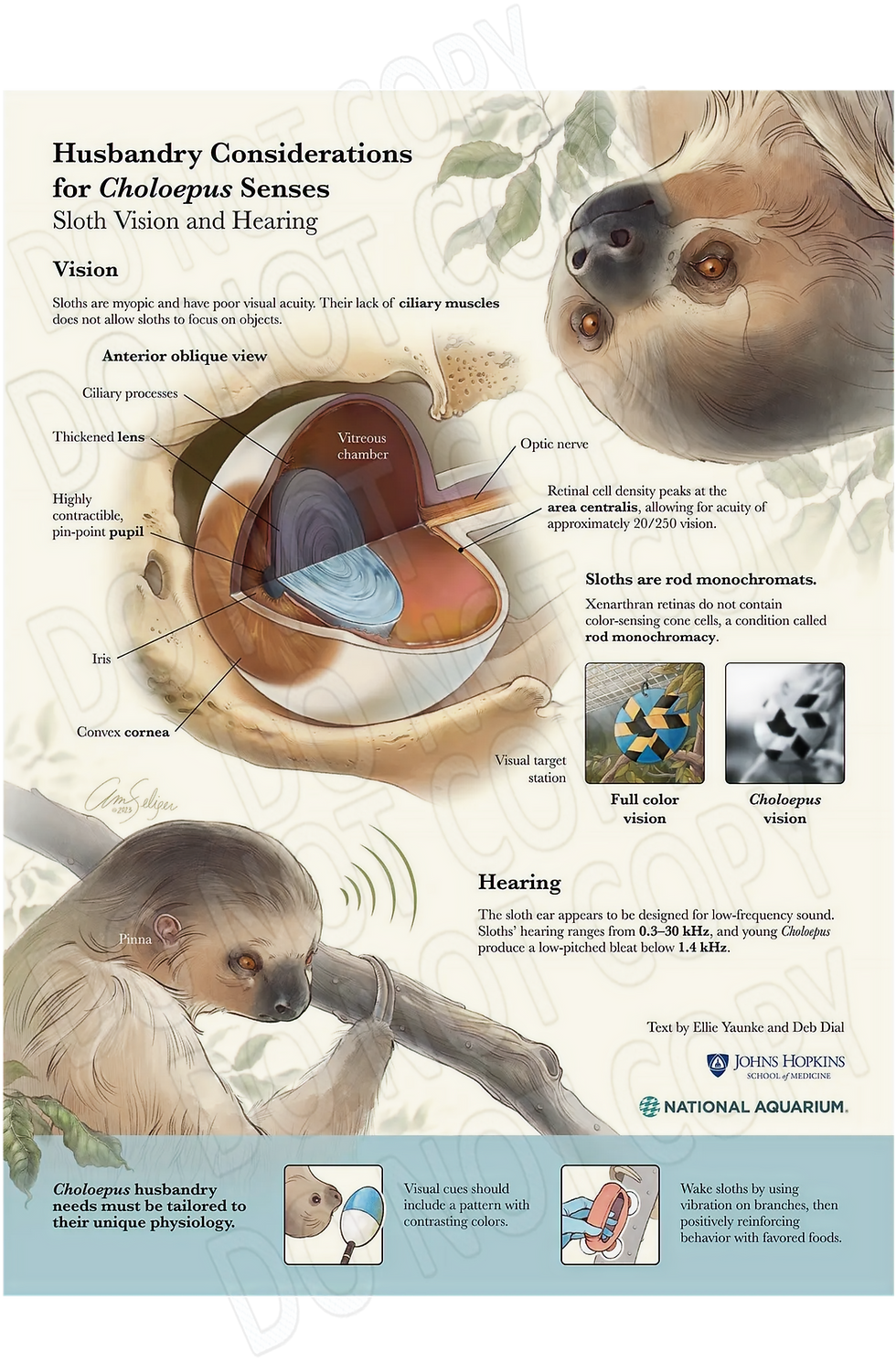 Sloth Vision and Hearing