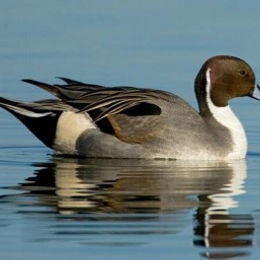 Northern Pintail