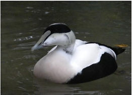 Common Eider