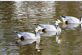 Bar-headed Goose