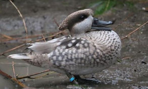 Marbled Teal