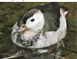 Indian Pygmy Goose