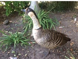 Nene Goose