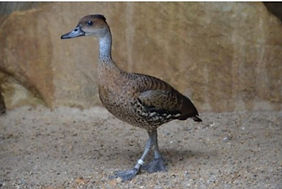 West Indian Whistling Duck