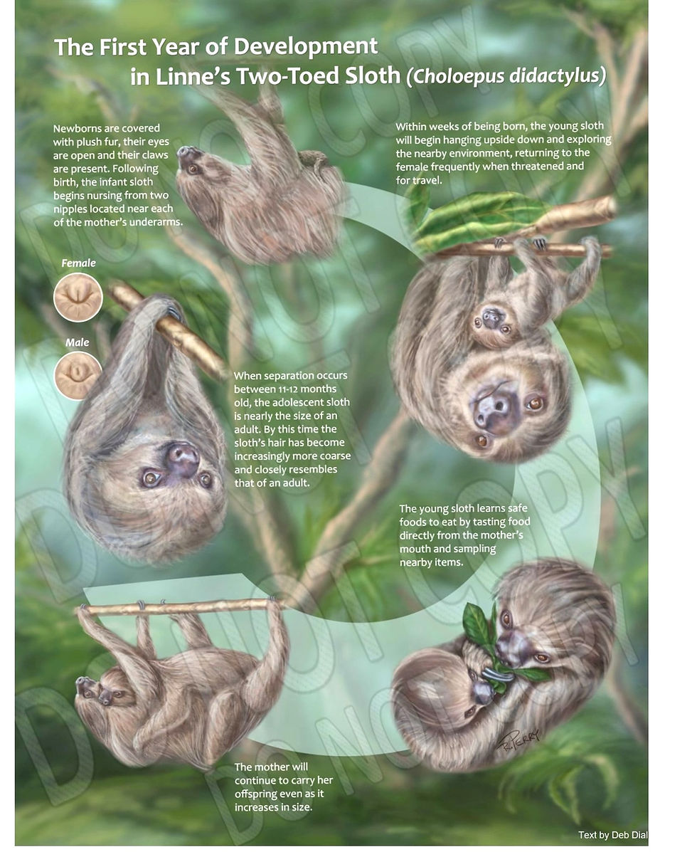 Choloepus First-Year