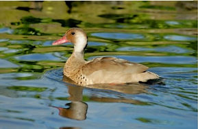 Brazilian Teal