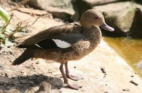 Madagascar Teal