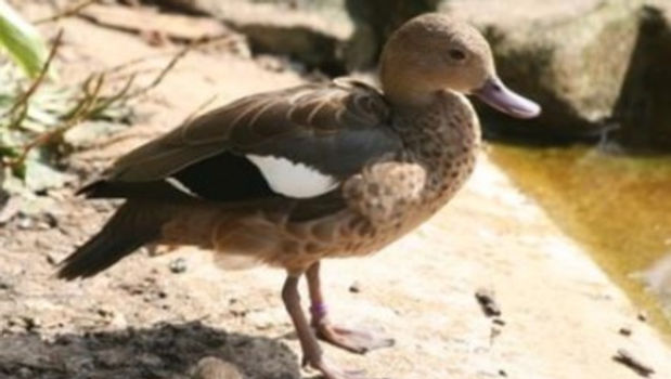 Madagascar Teal