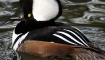 Hooded Merganser