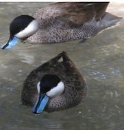 Puna Teal