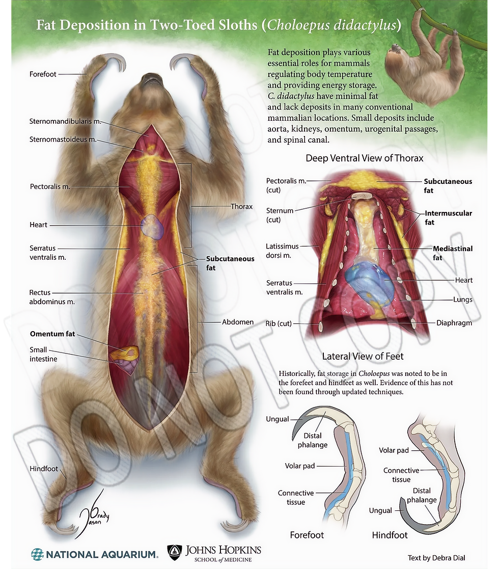 Choloepus Sloth Fat Deposition