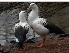 Andean Goose