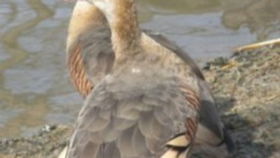 Plumed Whistling Duck