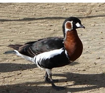 Red-breasted Goose