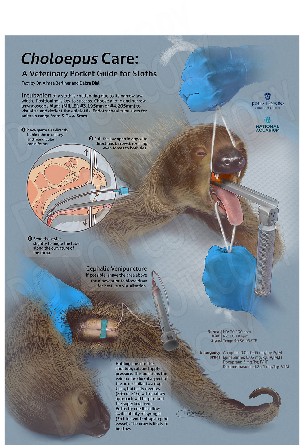 Choloepus Quick Vet Reference