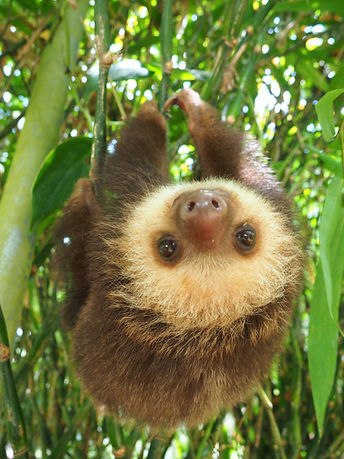 Baby sloth hanging on a branch.jpg
