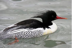 Scaly-sided Merganser