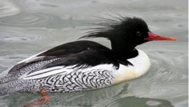 Scaly-sided Merganser