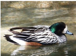 Chiloe Wigeon