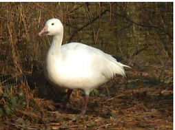 Snow Goose