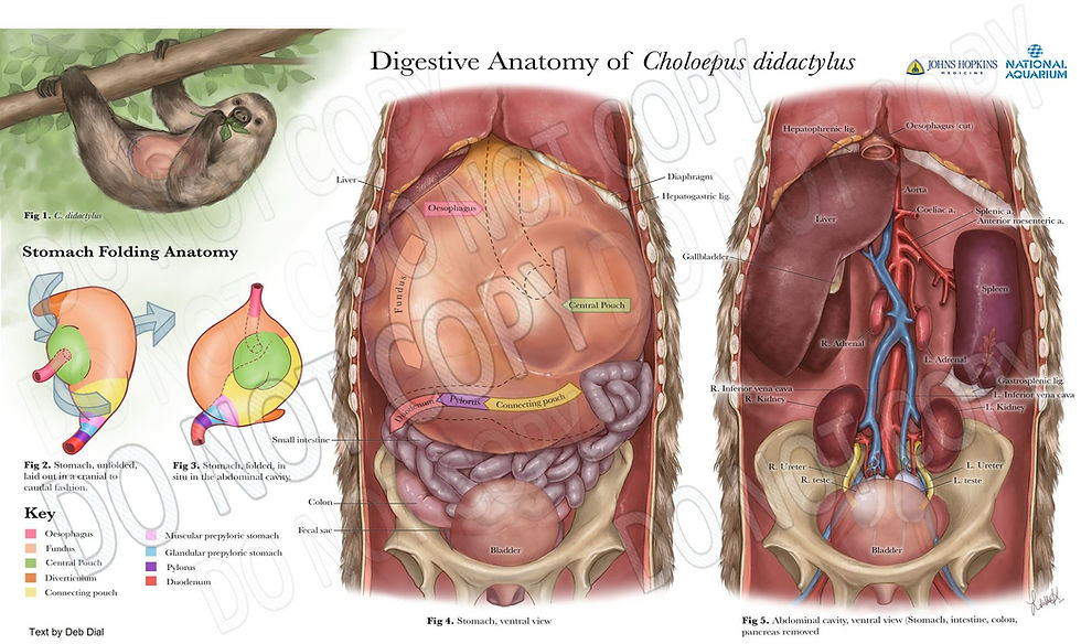 Choloepus Sloth Digestion