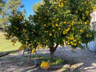 citrus tree.jpg