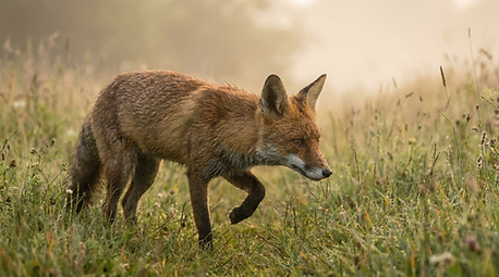 A red fox walks through a grassy field, representing original animal-inspired creations from The Grounded Hound studio.