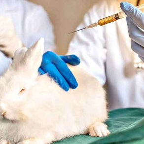 Mitos sobre animais nos Produtos Cosméticos - descobre todas as Marcas Vegan Portuguesas!
