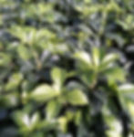 Pachysandra terminalis