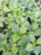 Cornus canadensis