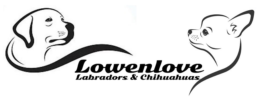 Lowenlove Labradors and Chihuahuas