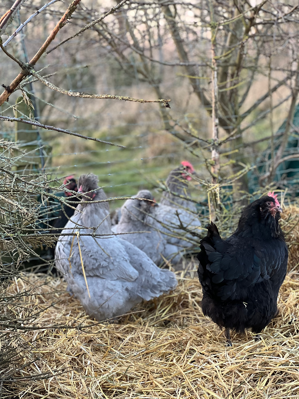 Høner DværgKoching