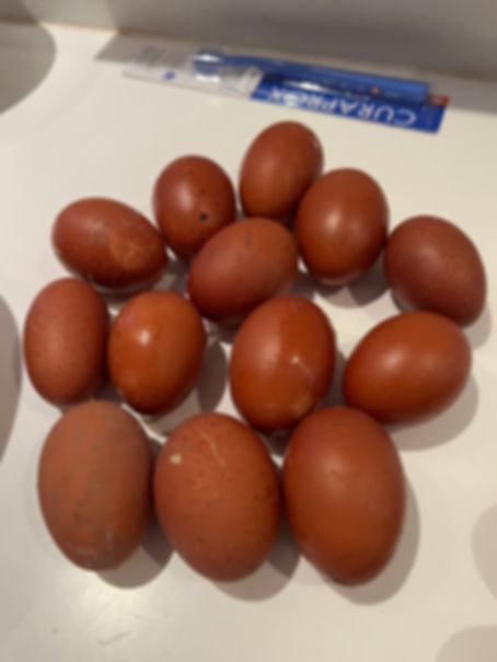 Guld laks Maran rugeæg