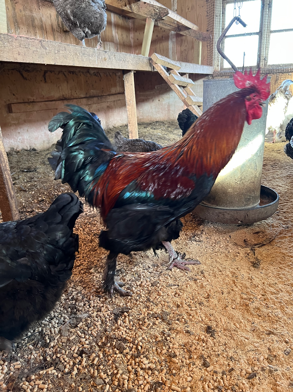 Miniaturebillede: Daggamle kyllinger - Maran Sort/Blå  Kobber